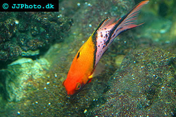 lyretail hogfish