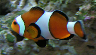 Ocellaris Clownfish