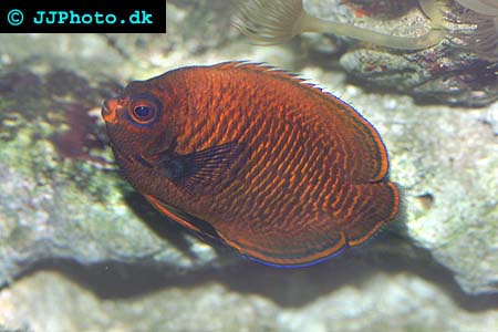 Potter's Angelfish