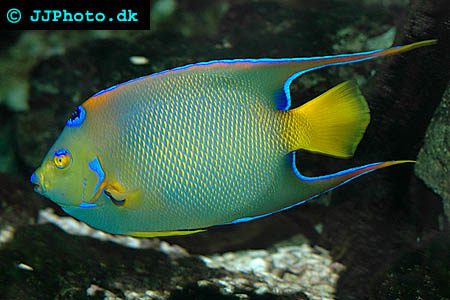 queen angelfish