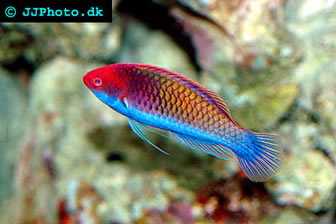 reheaded fairy wrasse