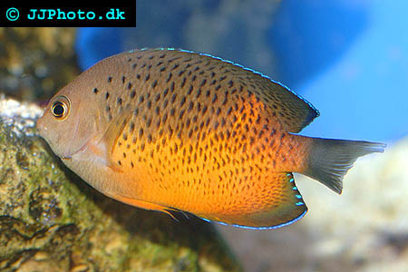 Rusty Angelfish