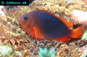 Saddle Clownfish