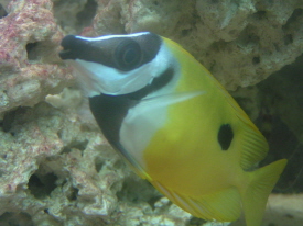 Onespot Foxface Rabbitfish