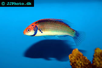 Solor Fairy Wrasse