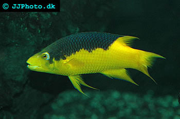 Spanish Hogfish