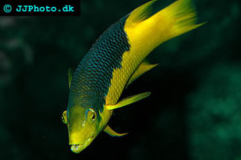 Spanish Hogfish
