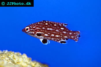 Spotted Hogfish