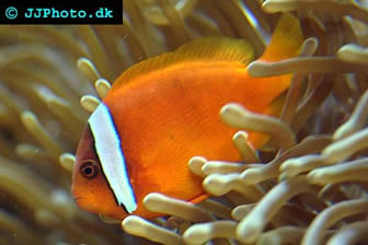 Tomato Clownfish