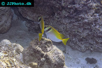 Virgate Rabbitfish