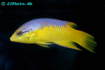 Bodianus rufus