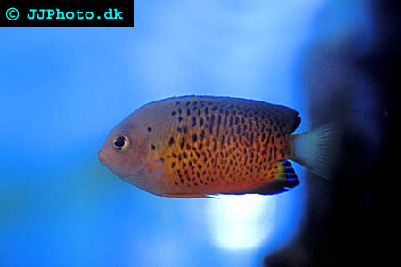 Centropyge ferrugata