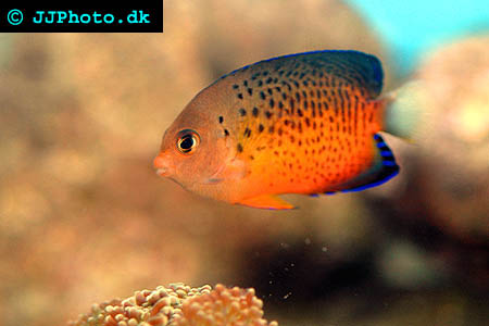 Centropyge ferrugata