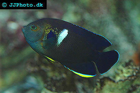 Centropyge tibicen