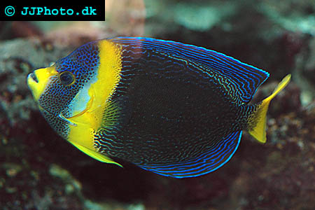 Scribbled Angelfish
