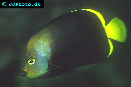 Black Velvet Angelfish