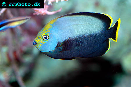 Black Velvet Angelfish