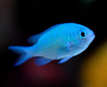 green chromis