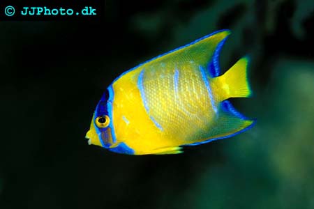 Juvenile blue angelfish