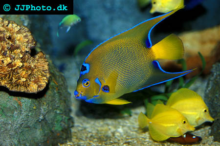 Queen Angelfish – Holacanthus ciliaris