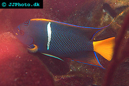 Queen Angelfish – Holacanthus ciliaris