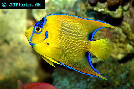  Queen Angelfish