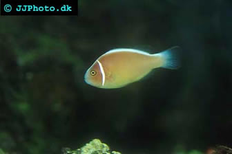 Pink Skunk Clownfish