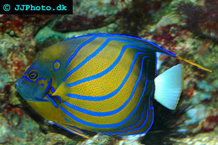 blue ring angelfish