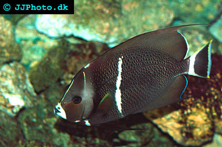 gray angelfish