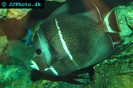 gray angelfish