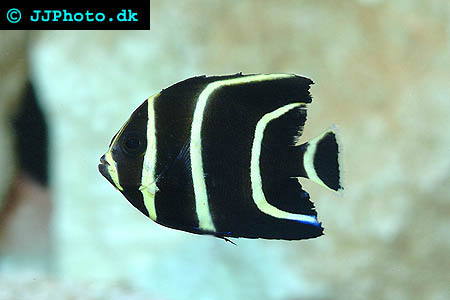 juvenile gray angelfish