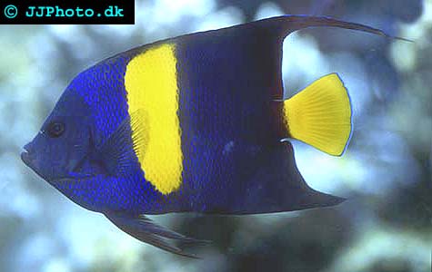 arabian angelfish