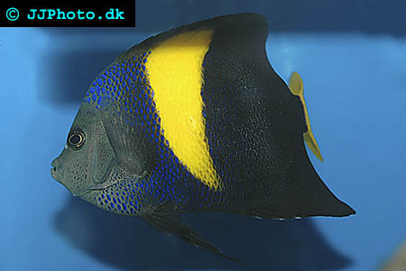 arabian angelfish