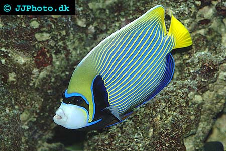 imerator angelfish