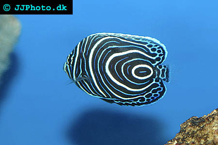 Juvenile emperor angelfish