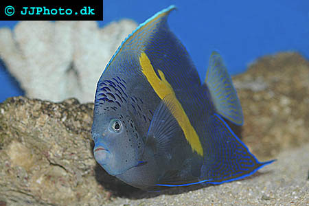 Yellowbar angelfish