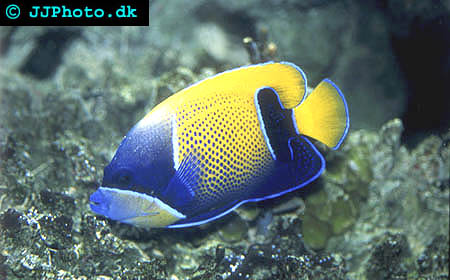 majestic angelfish