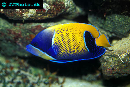 majestic angelfish