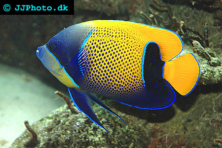Majestic angelfish