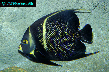 French angelfish