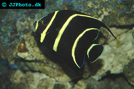 Juvenile french angelfish