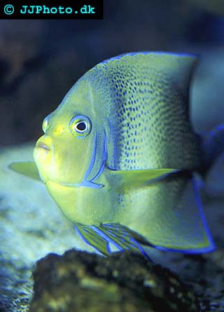 Korean angelfish