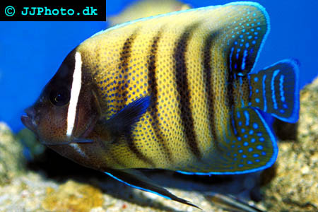 sixbanded angelfish