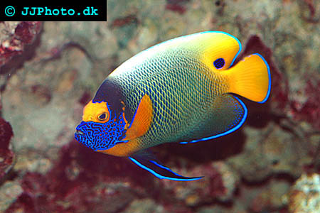 blueface angelfish