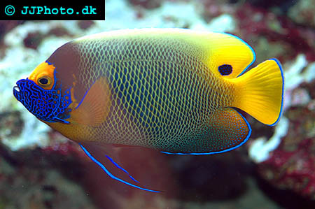 blueface angelfish