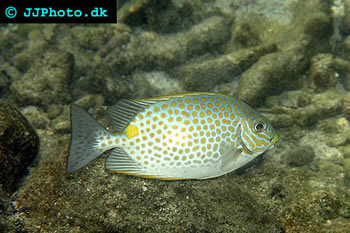 Goldspotted Rabbitfish