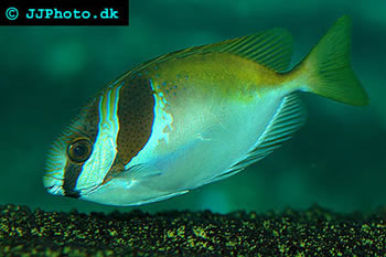 Siganus virgatus