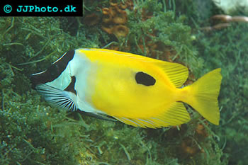 Foxface Rabbitfish