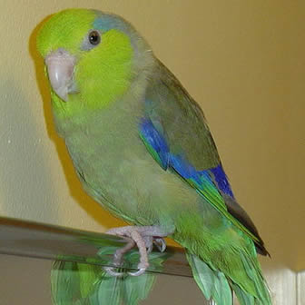 Pacific Parrotlet