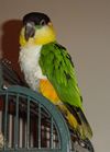 Blackheaded caique